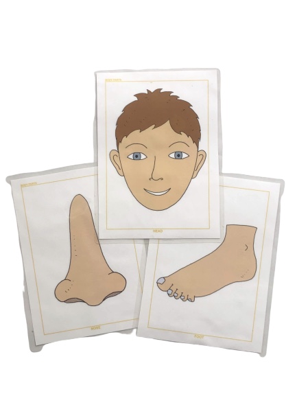 Body Parts Flash Cards
