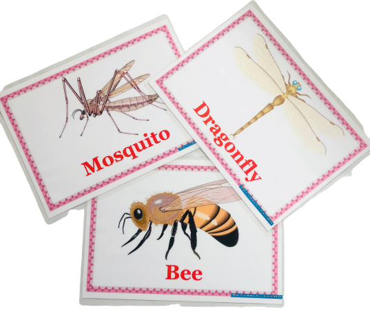 Insects Flash Cards