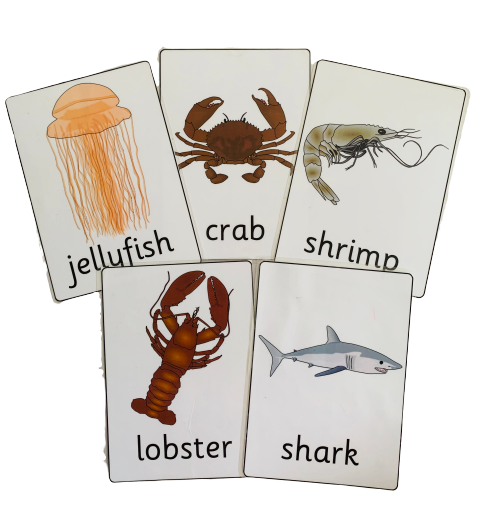 Sea Creatures Flash Cards