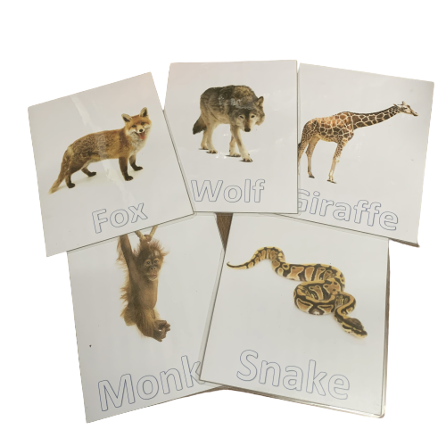Wild Animals Jumbo Flash Cards